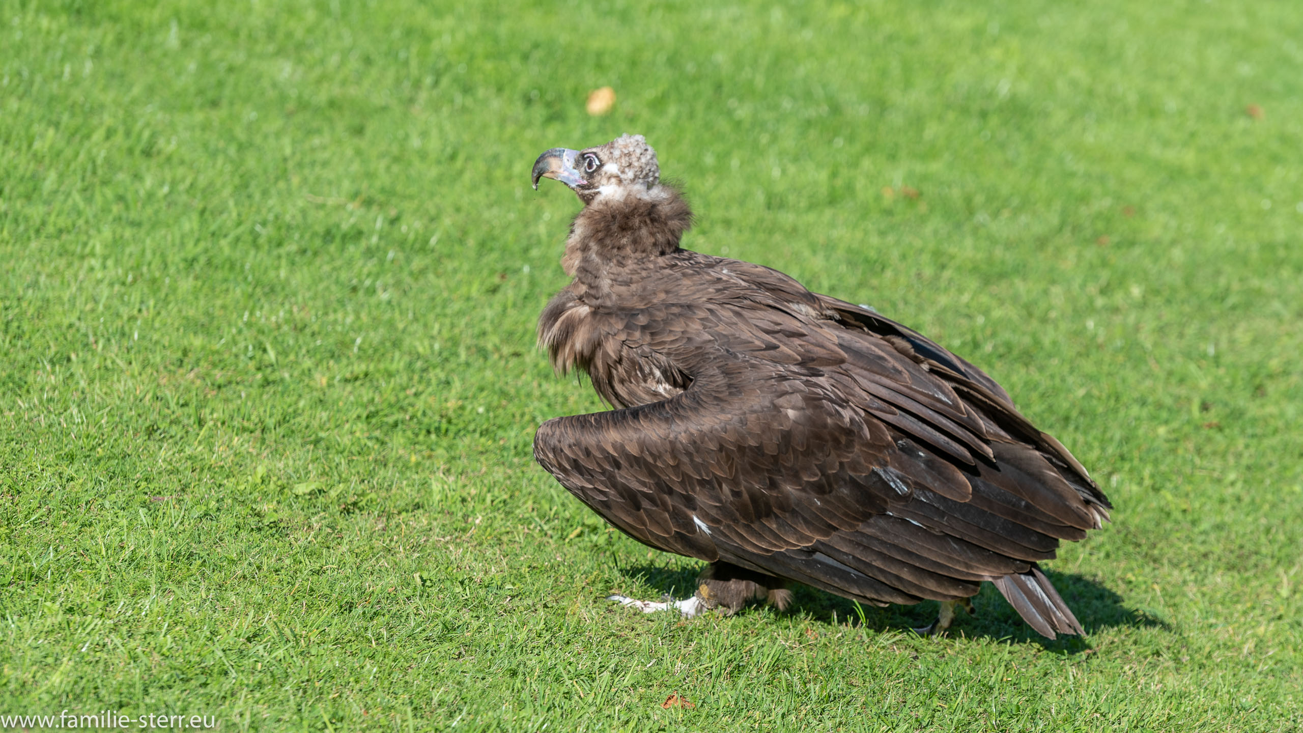 Erlebnisburg Hohenwerfen