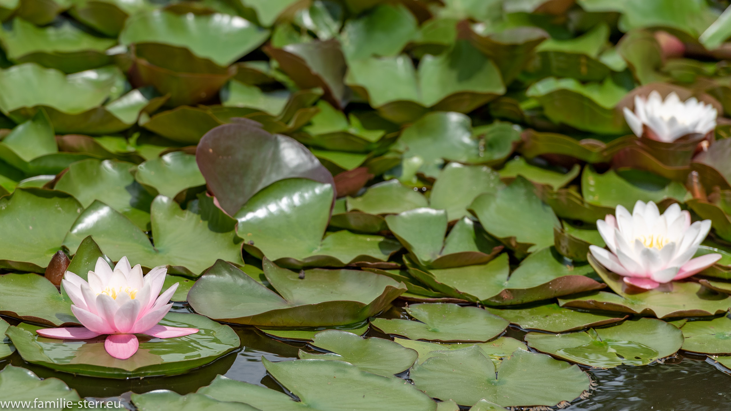 Schloss Lichtenwalde