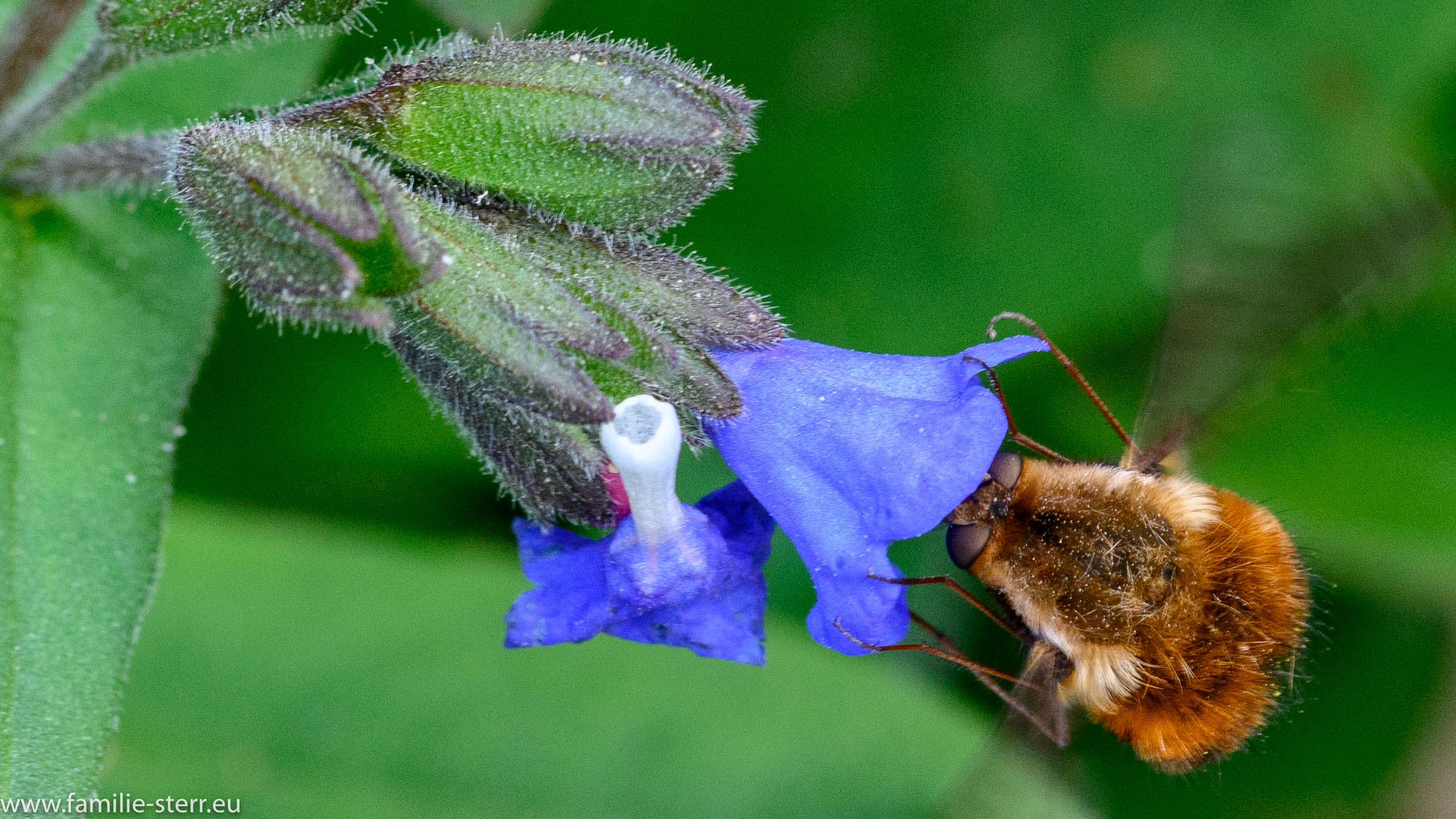 Sichtungsgarten Freising / Weihenstephan