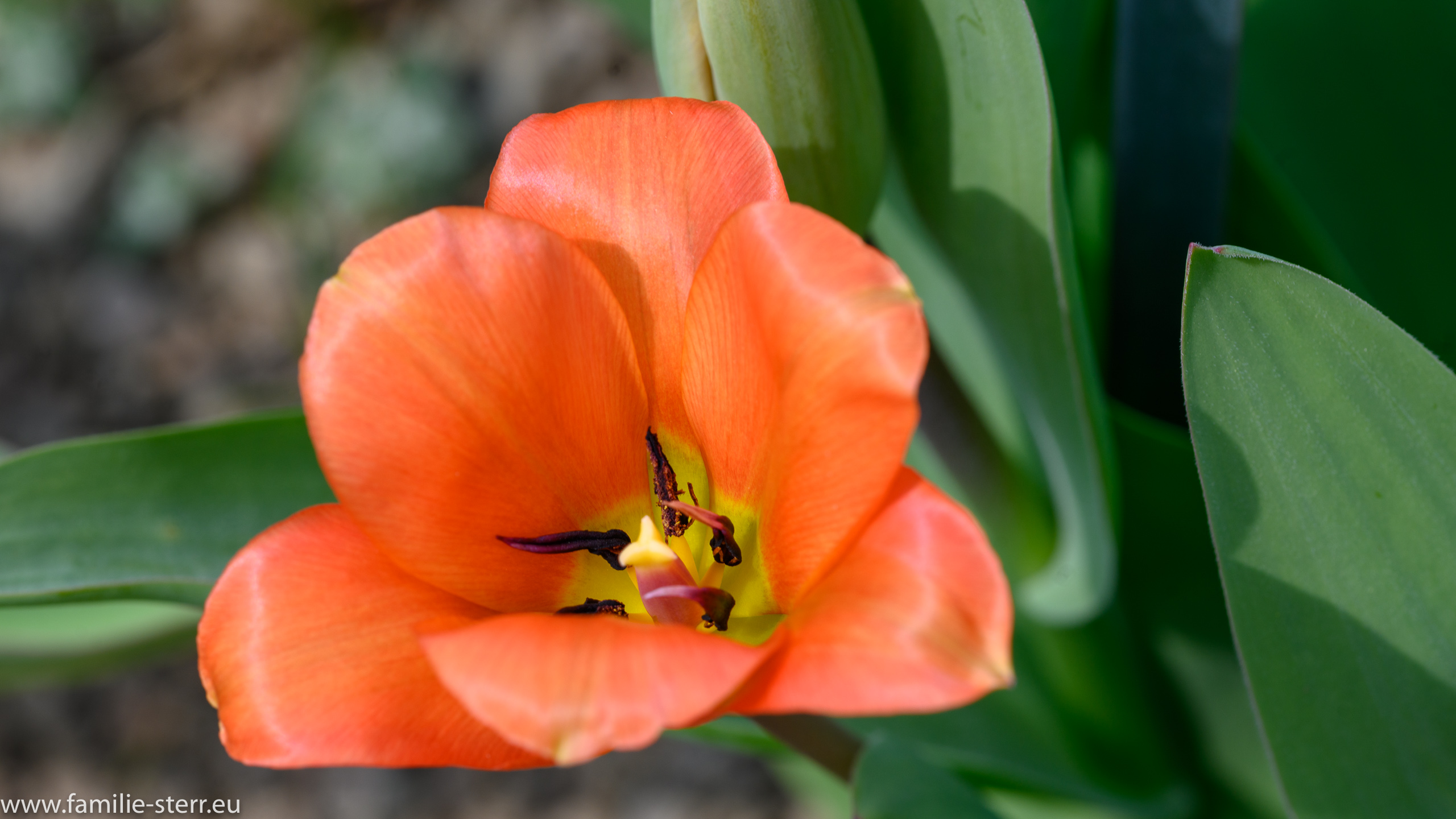 Sichtungsgarten Freising / Weihenstephan