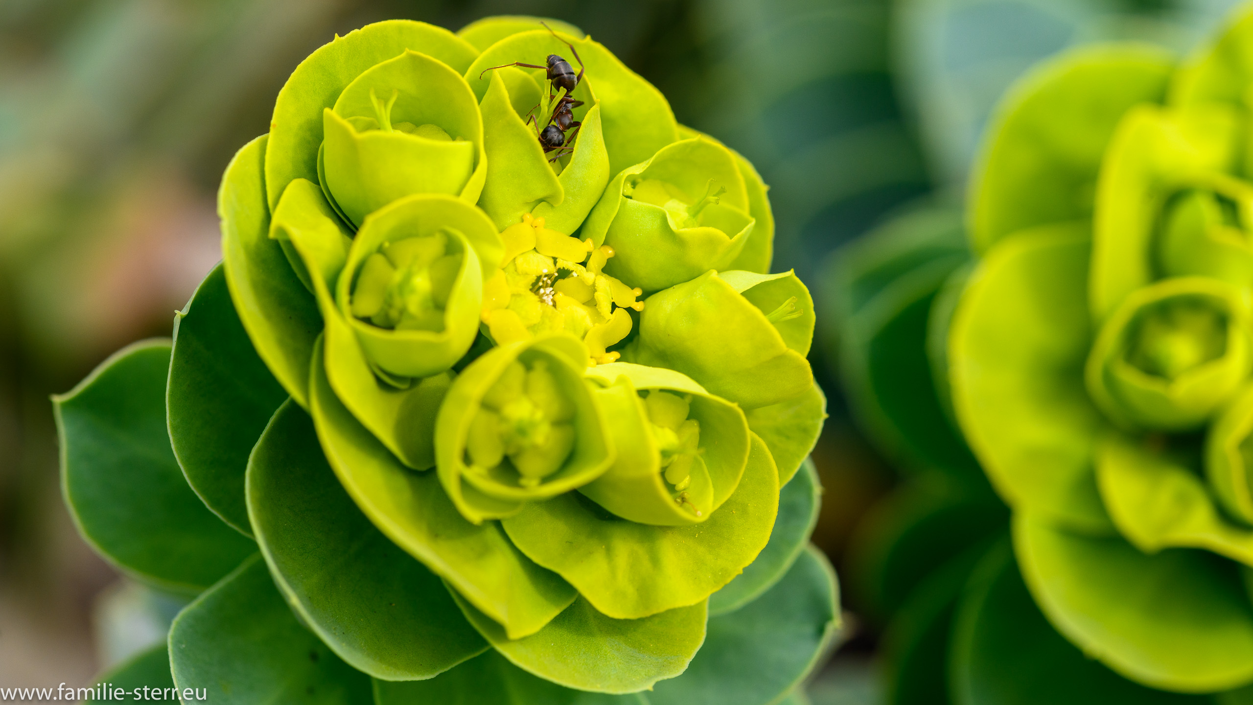 Sichtungsgarten Freising / Weihenstephan