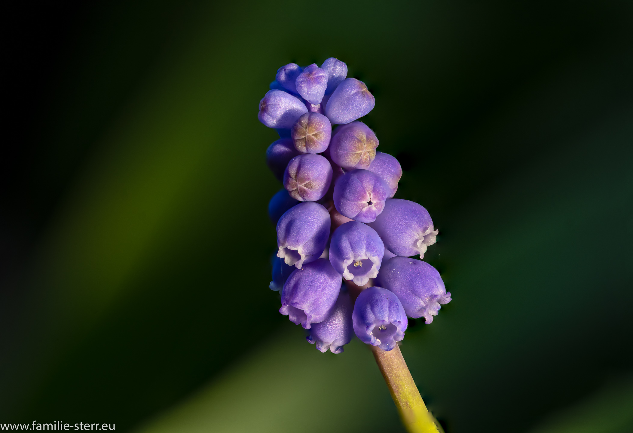 Traubenhyazinthe 4