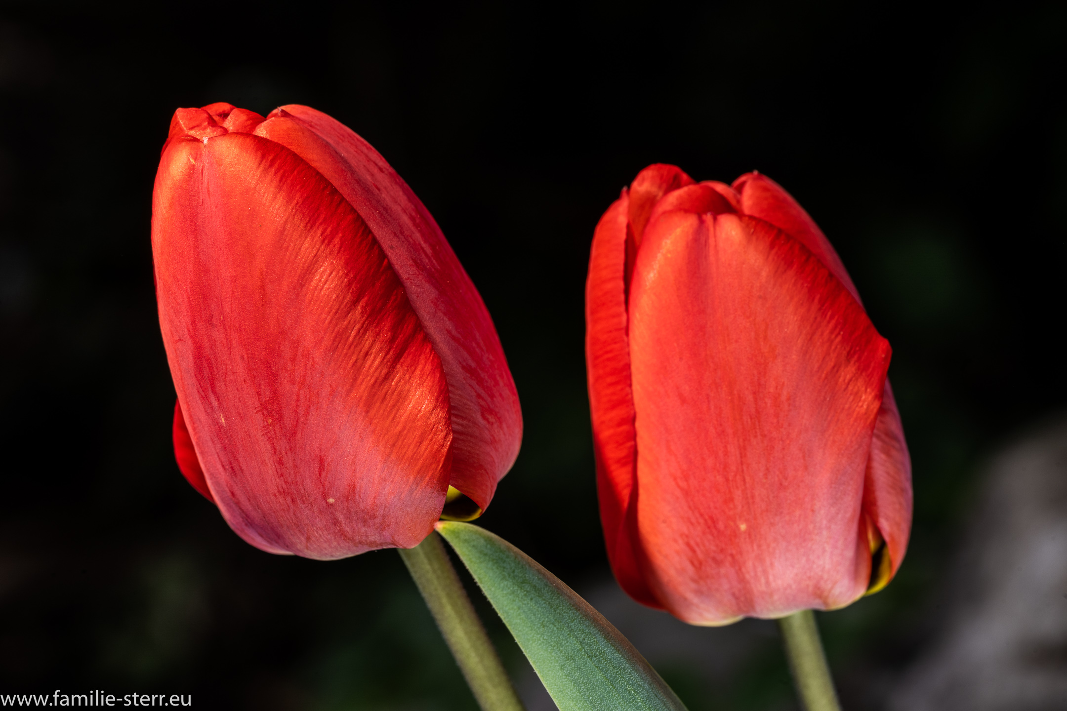 Tulpen 2