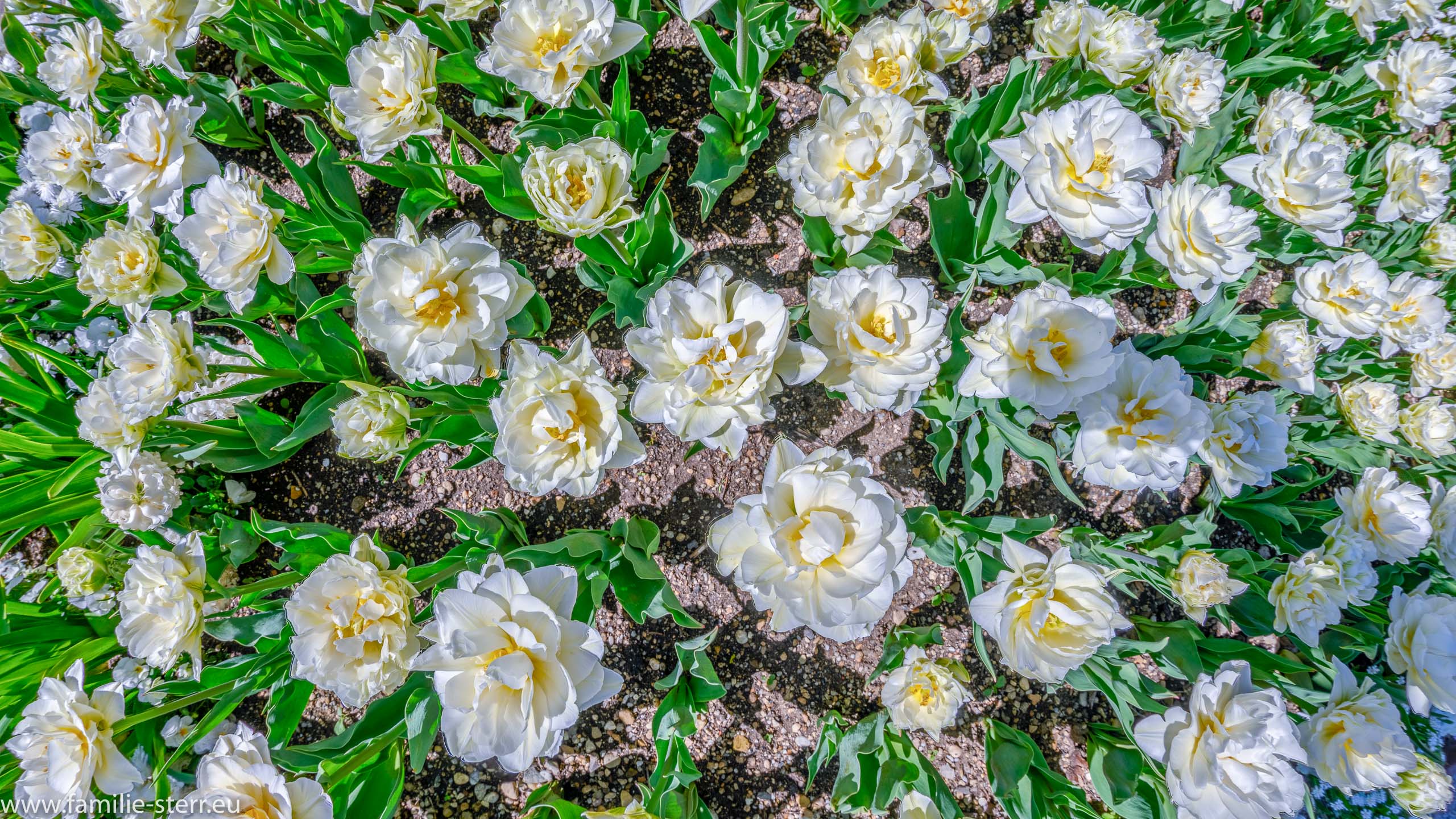 Botanischer Garten München