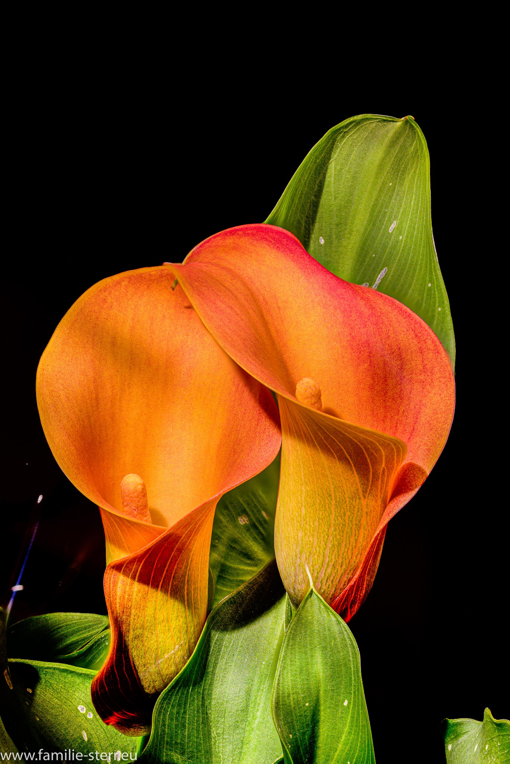 Zantedeschia