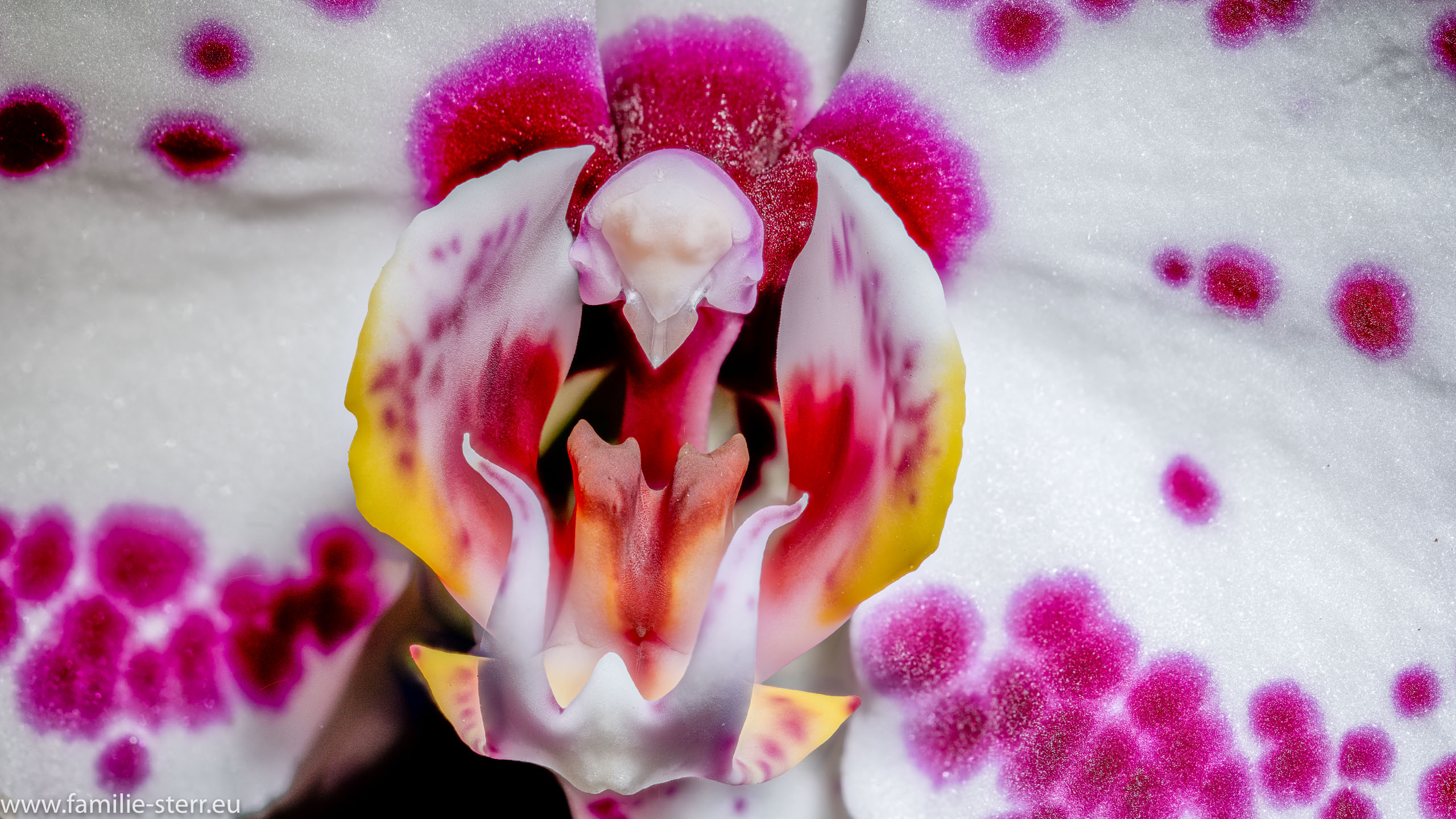 Phalaenopsis