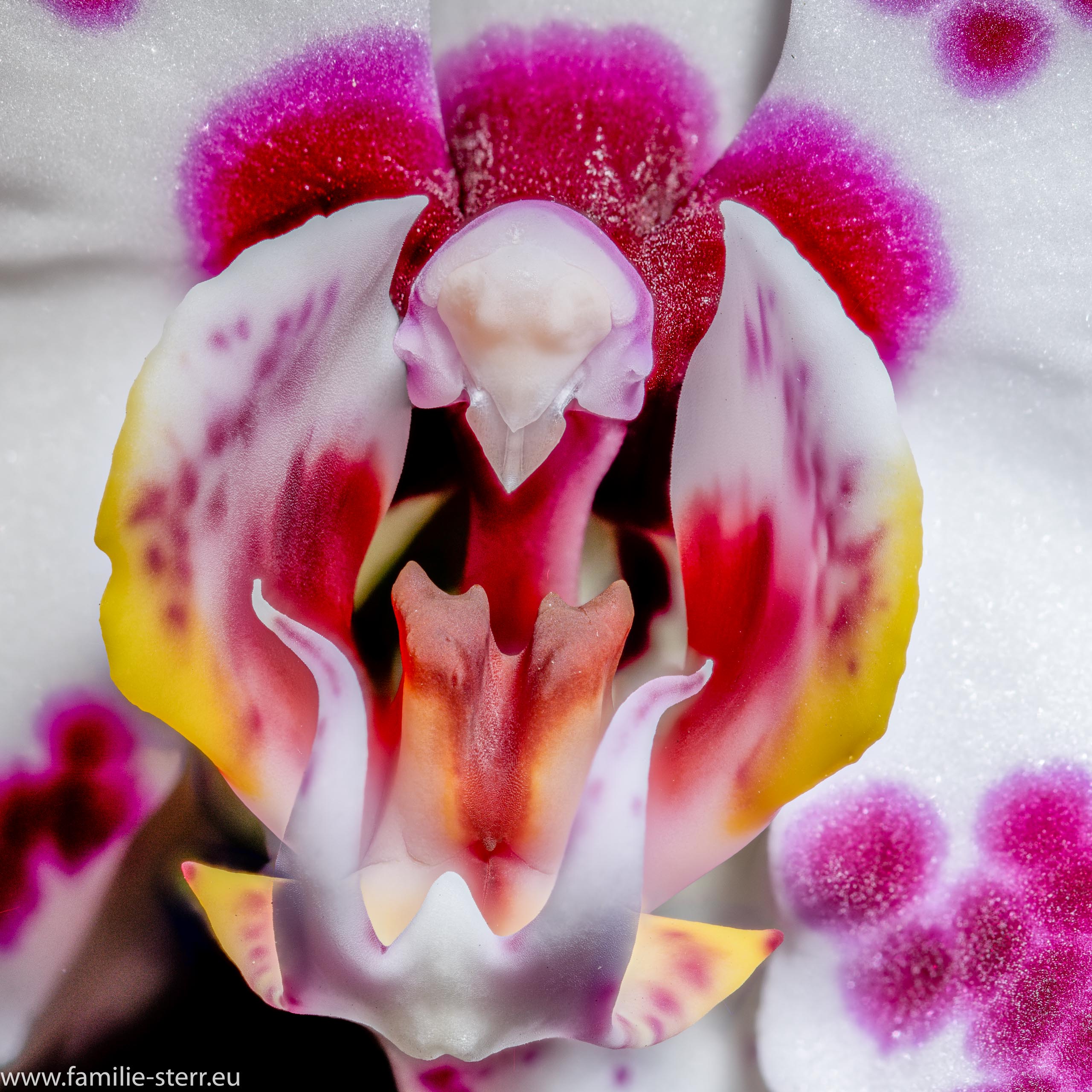 Phalaenopsis