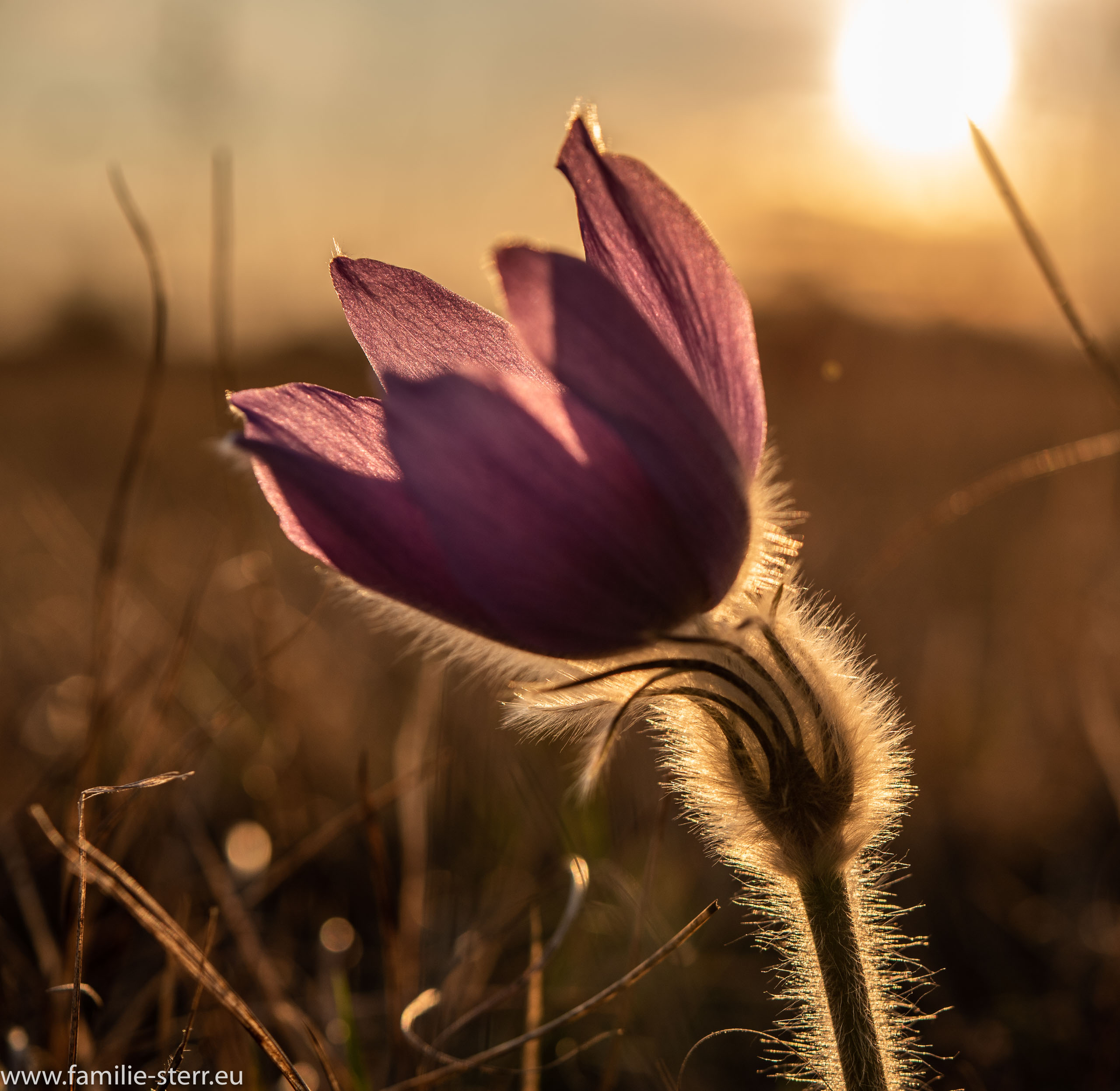 Blueten und blaetter 22