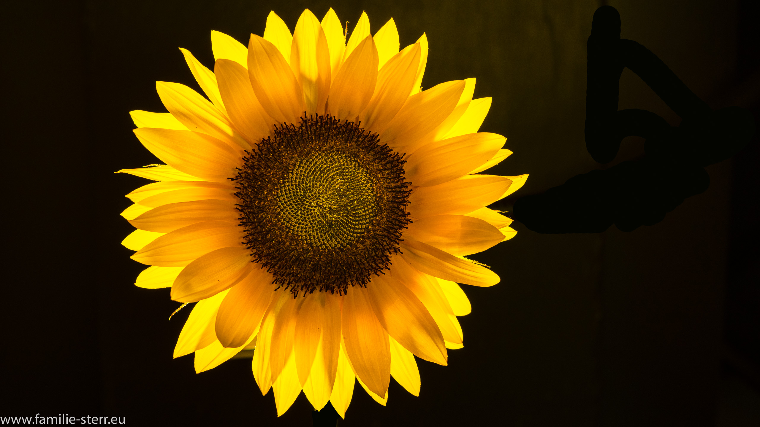 Sonnenblume