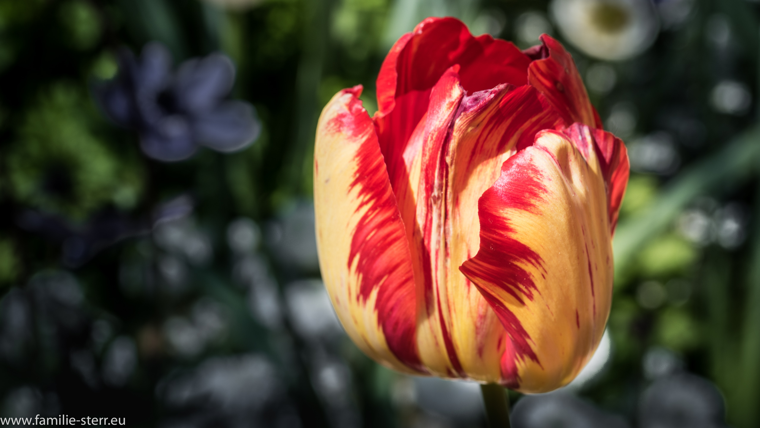 Tulpe
