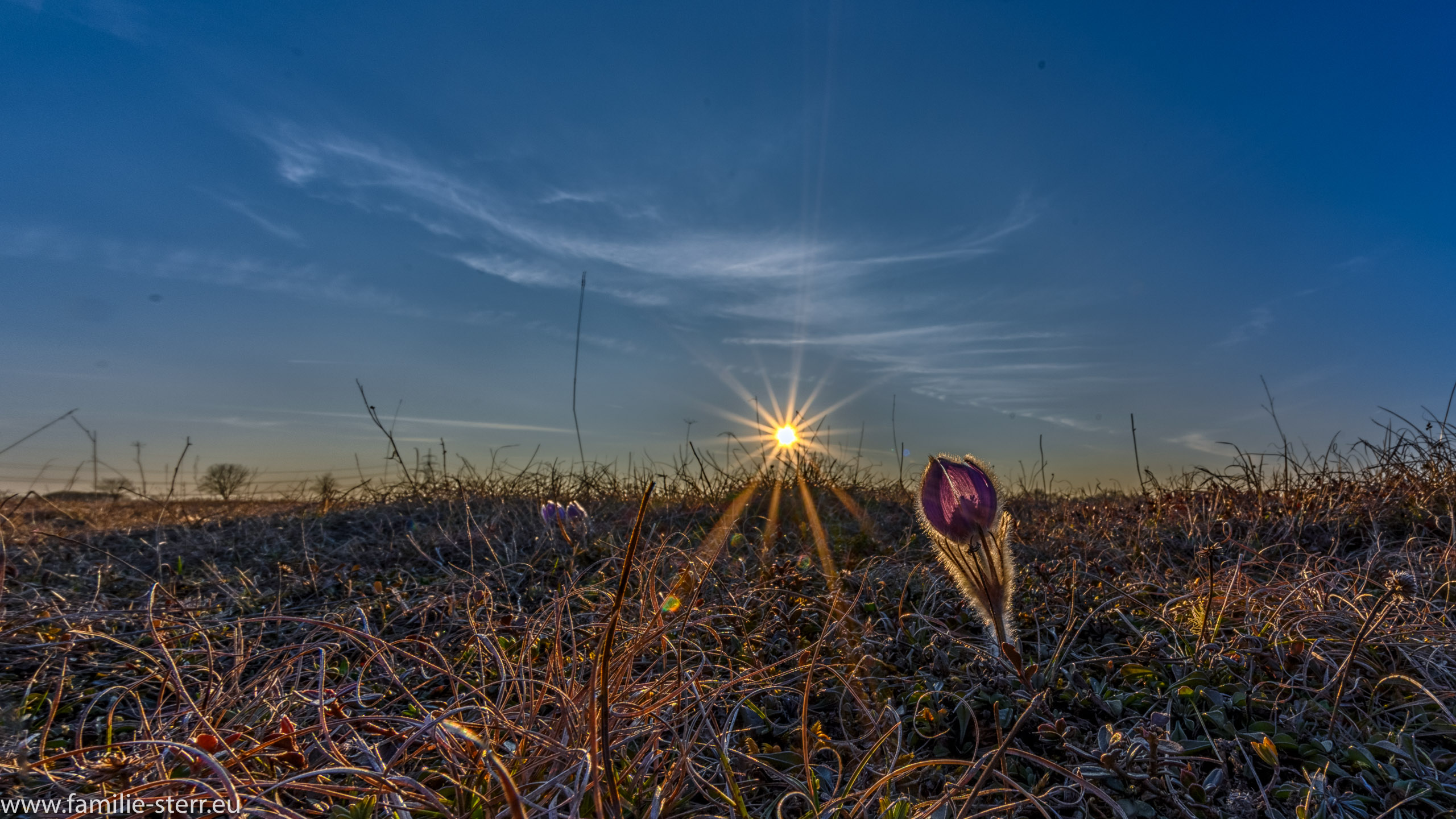 Blueten und blaetter 75