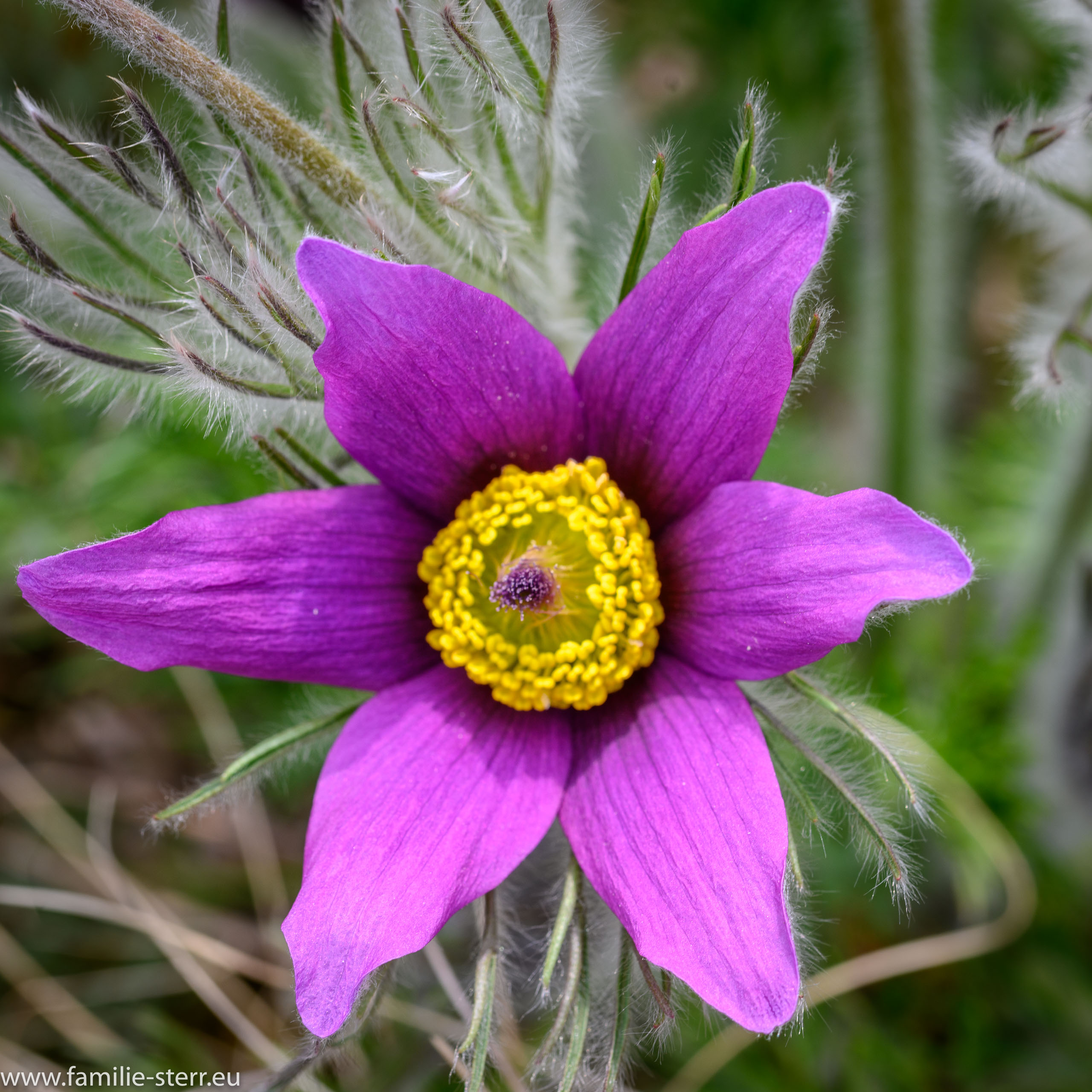 Sichtungsgarten Freising / Weihenstephan
