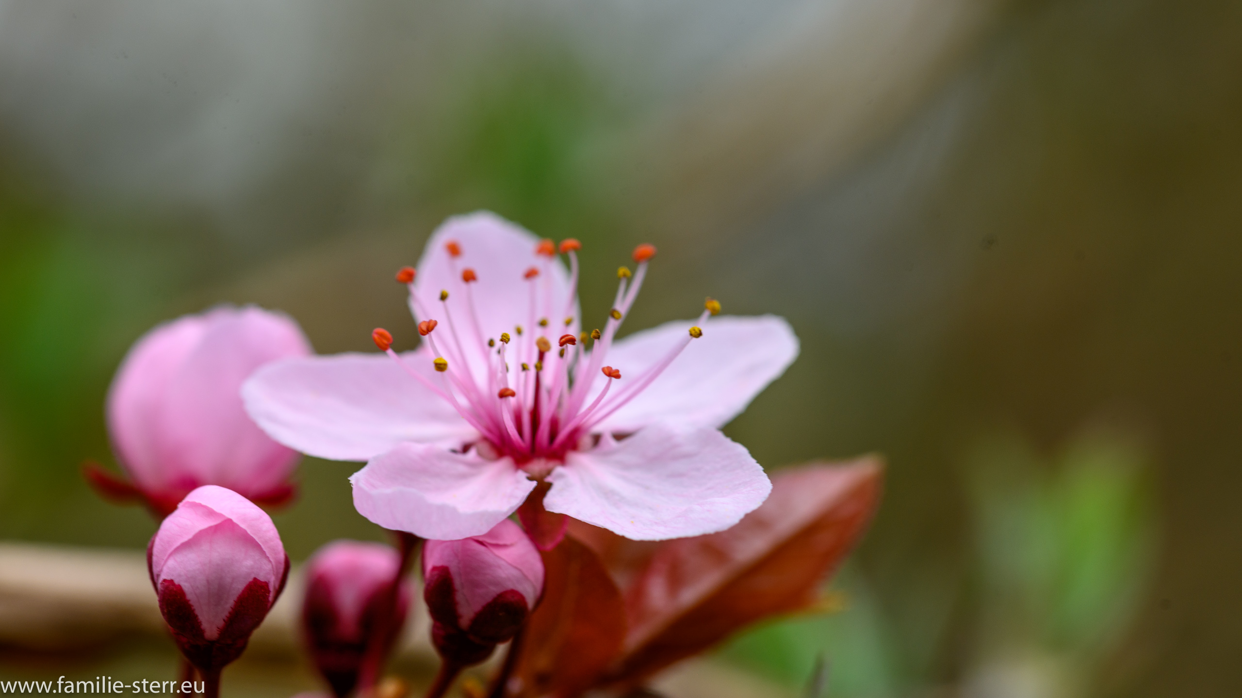 Sichtungsgarten Freising / Weihenstephan