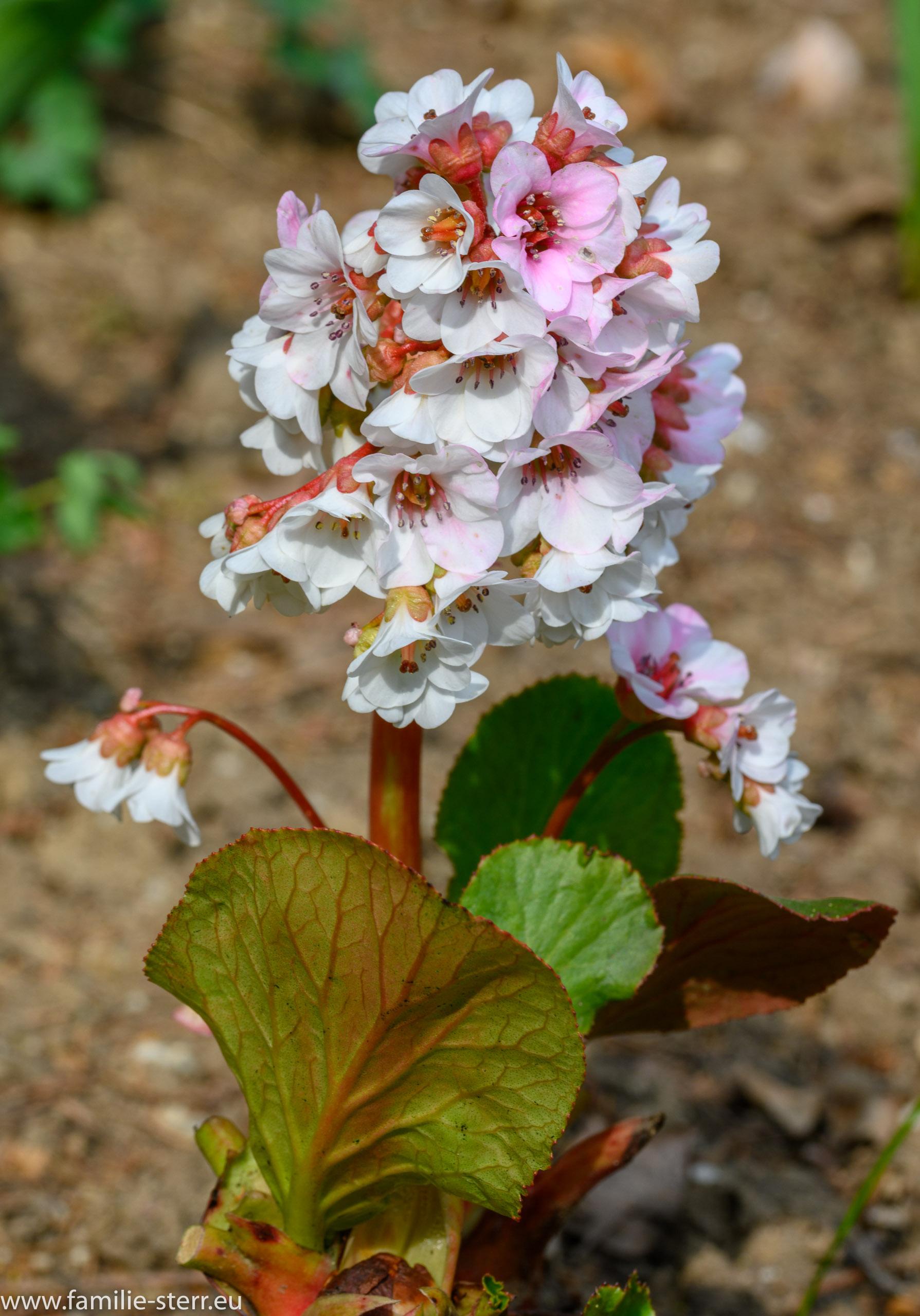 Sichtungsgarten Freising / Weihenstephan