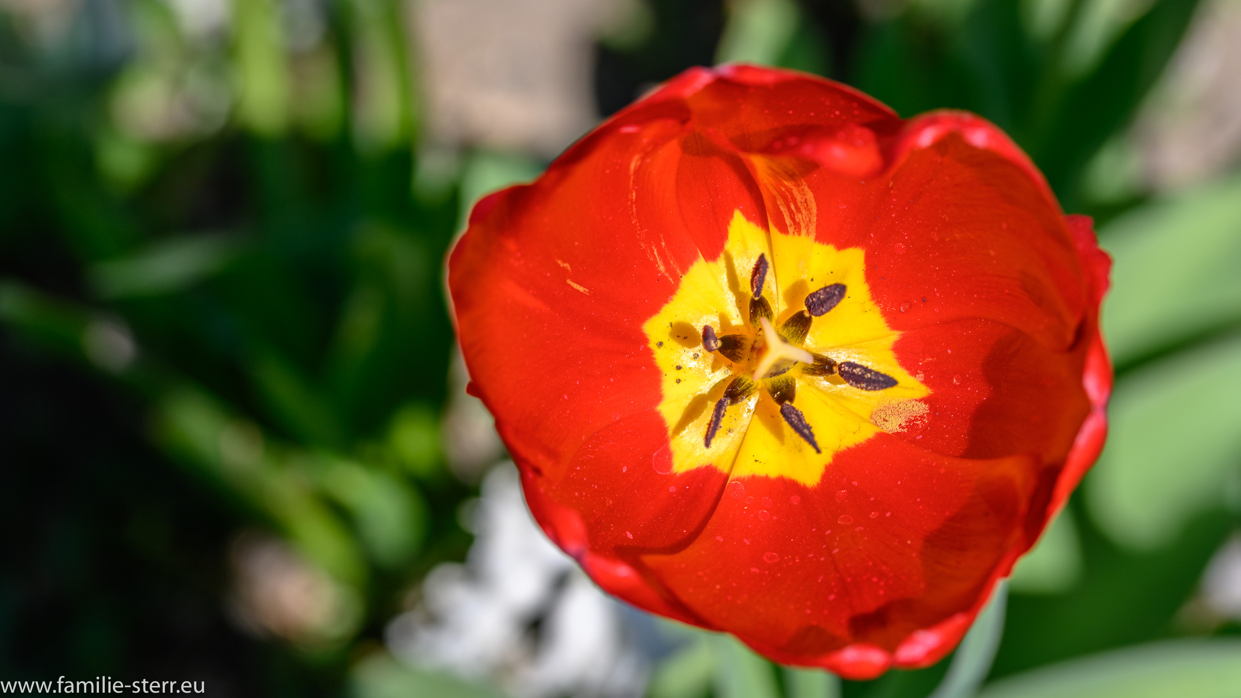 Botanischer Garten München